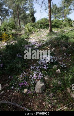 Un amas de violettes persanes en fleurs (Cyclamen persicum). الراعي, photographié dans la forêt de pins en Israël Banque D'Images