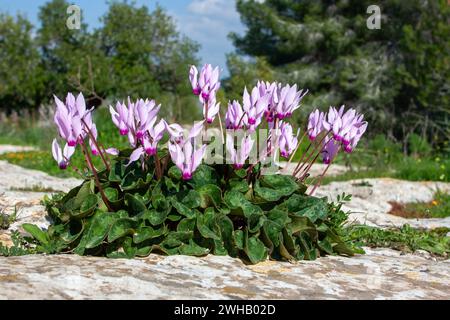 Un amas de violettes persanes en fleurs (Cyclamen persicum). الراعي, photographié dans la forêt de pins en Israël Banque D'Images