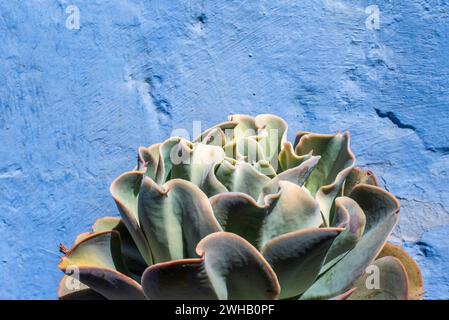 Gros plan d'Echeveria gigantea sur le mur bleu clair dans la ville inca de Cusco au Pérou Banque D'Images