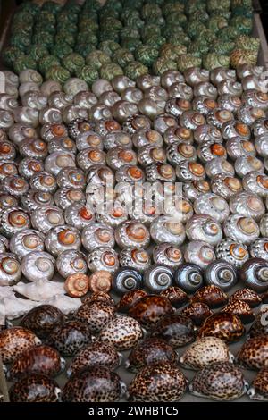 Coquillages peints en vente comme souvenirs de touristes photographiés à Hout Bay, Cape Town, Afrique du Sud Banque D'Images