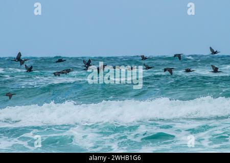 Troupeau de grands cormorans (Phalacrocorax carbo) en Méditerranée Banque D'Images