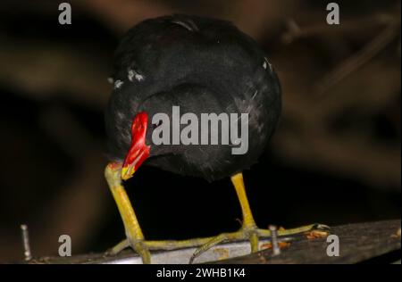 Moorhen commun (Gallinula chloropus), également connu sous le nom de poule d'eau ou de poulet des marais, à Birds of eden, refuge d'oiseaux en vol libre, Plettenberg Bay, Sout Banque D'Images