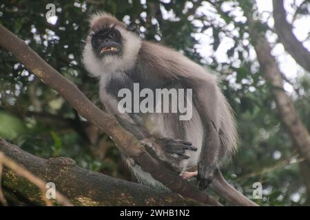 Le langur gris touffeté (Semnopithecus priam), également connu sous le nom de langur gris Madras, et le langur sacré Coromandel, au sanctuaire des primates du Monkeyland, Plette Banque D'Images