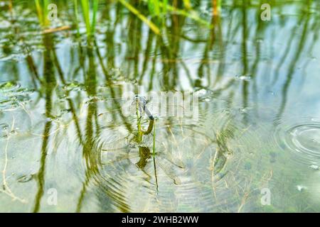 Skimmer du Sud (Orthetrum brunneum) mâle. Crimée orientale, péninsule de Kertch. Une libellule qui vient d'émerger de la larve Banque D'Images