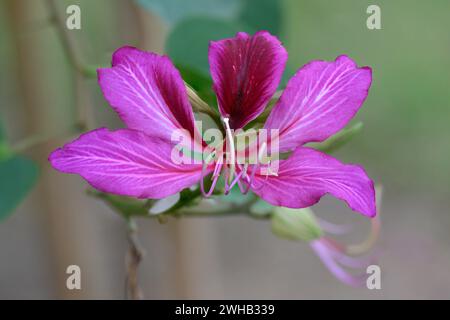 Bauhinia variegata est une espèce de plante à fleurs de la famille des légumineuses Fabaceae, les noms communs incluent l'orchidée et l'ébène de montagne Banque D'Images