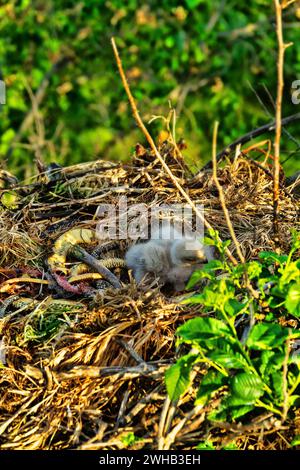 Buzzard à longues pattes (Buteo rufinus) les oisillons ont 5 jours, les yeux des aînés sont ouverts. Les parents ont apporté le serpent des Balkans (Coluber jugularis) comme nourriture. Vue de Banque D'Images