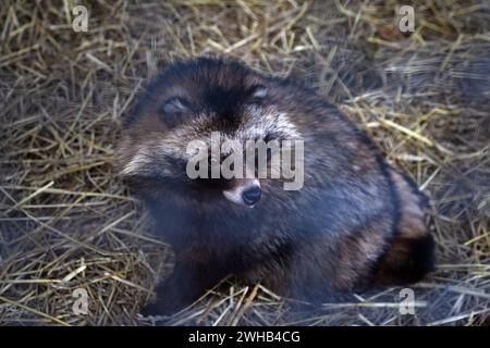 CHUBYNSKE, UKRAINE - 8 FÉVRIER 2024 - Un chien-laveur commun vit au Wild Animals Rescue Center, Chubynske, région de Kiev, dans le nord de l'Ukraine. Banque D'Images