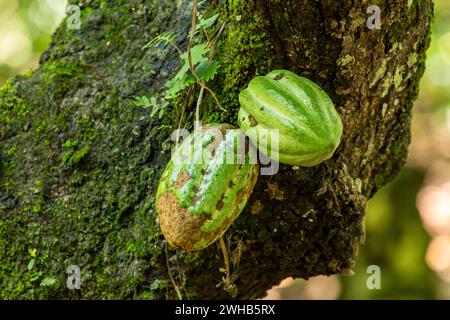 Gousses de fèves de cacao sur une plantation de cacao en République Dominicaine. Banque D'Images