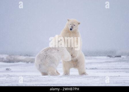 Ours polaires Ursus maritimus truies jouant le long d'une île barrière sur la côte arctique ANWR Alaska Banque D'Images