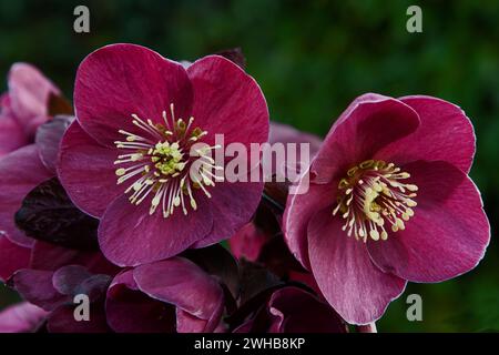 Helleborus HGC Ice N Roses Brunello Banque D'Images