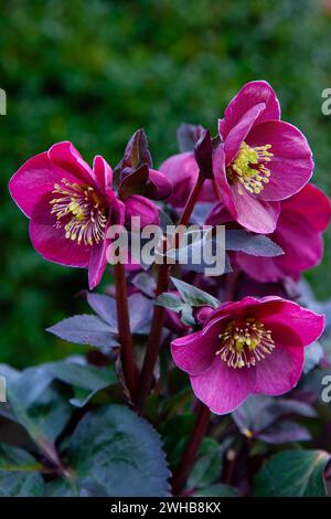 Helleborus HGC Ice N Roses Brunello Banque D'Images