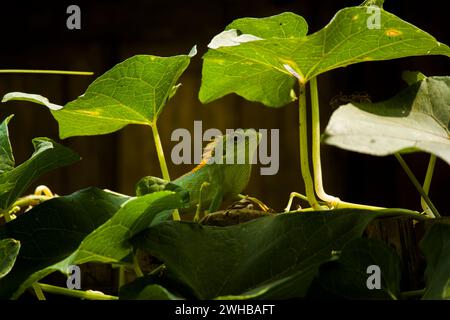 photo d'un caméléon vert, photographié avec un concept détaillé Banque D'Images