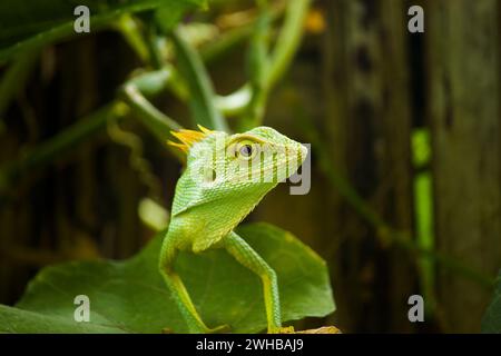 photo d'un caméléon vert, photographié avec un concept détaillé Banque D'Images