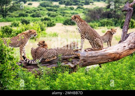 Une mère guépard à l'affût avec ses quatre oursons alors qu'ils se refroidissent sur une grosse branche morte. Banque D'Images