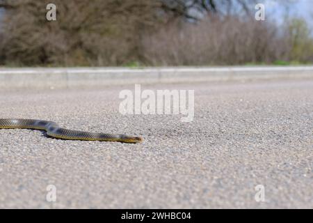 Snake Crossing Road. Serpent dans la nature. Serpent de dés rampant sur une route asphaltée. télécharger l'image Banque D'Images