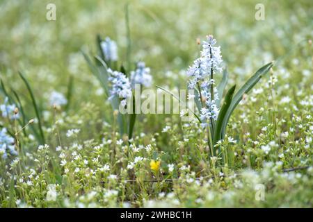 Beaux bluebells dans la forêt d'Écosse, macro avec fond flou. télécharger l'image Banque D'Images