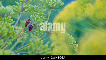 Couple rayé rouge insecte coloré sur la plante. Insectes rouges sur une branche verte de l'aneth Graphosoma italicum, insecte puant rayé rouge et noir, Pentatomidae. Banque D'Images