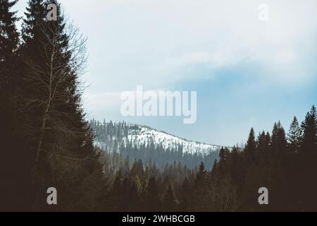 Pente de montagne boisée avec les conifères à feuilles persistantes enveloppées de brume dans une vue panoramique sur le paysage Banque D'Images