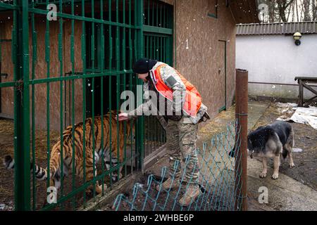 Non exclusif : CHUBYNSKE, UKRAINE - 8 FÉVRIER 2024 - fondatrice du refuge Natalia Popova accueille un tigre dans les bars du Wild Animals Rescue Banque D'Images