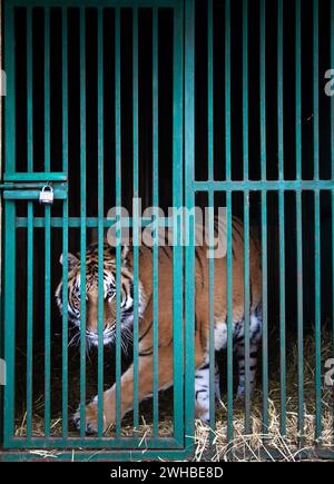 Non exclusif : CHUBYNSKE, UKRAINE - 8 FÉVRIER 2024 - Un tigre séjourne dans un enclos au Wild Animals Rescue Center, Chubynske, région de Kiev, nord Banque D'Images