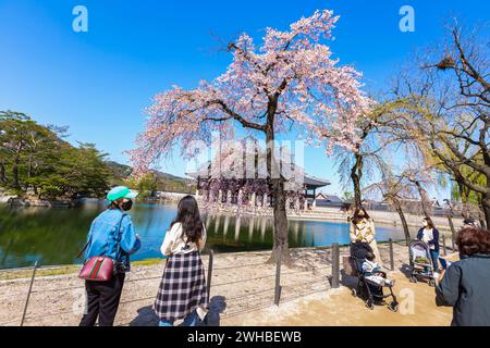 Palais Gyeongbokgung avec cerisier en fleurs au printemps dans la ville de séoul de Kore, 10 avril 2016 à Séoul, Corée du Sud. Banque D'Images