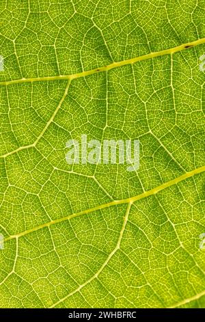 Vue rapprochée d'une feuille de vigne montrant la structure et les veines. Rétroéclairé par le soleil, cette photo macro montre des détails exceptionnels. Banque D'Images