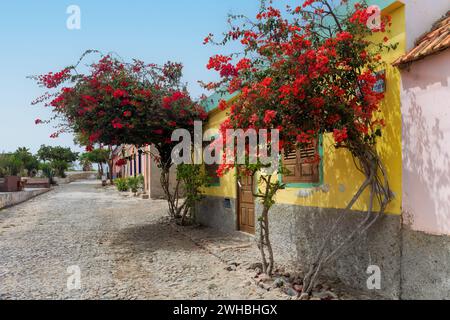 Fundo das Figueiras rue pavée bordée de maisons colorées et d'arbres à fleurs rouges, Boa Vista. Cap-Vert. Photo de haute qualité Banque D'Images