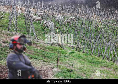 Vienne, France. 09th Feb, 2024. © PHOTOPQR/LE DAUPHINE/Jean-Baptiste BORNIER ; Vienne ; 09/02/2024 ; Vienne (Isère), le 9 février 2024. Association Naturama. Les moutons vont pouvoir se prélasser tout en entretenant les coteaux de vignes. Photo : Jean-Baptiste Bornier/le Dauphiné libéré Vienne, France, 9 février 2024 Association Naturama. Les moutons pourront se détendre tout en maintenant les pentes du vignoble. Crédit : MAXPPP/Alamy Live News Banque D'Images