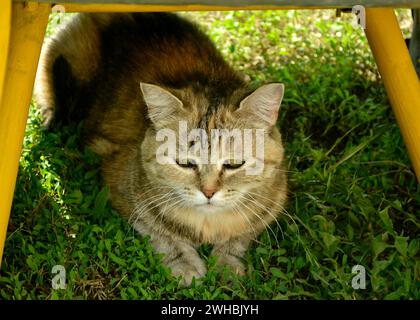 Un chat triste est assis sur l'herbe verte à l'ombre sous un auvent en métal jaune Banque D'Images