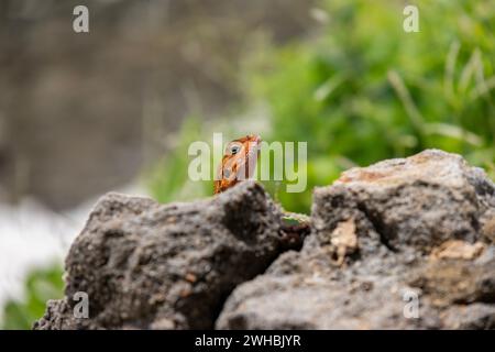 Un agama arc-en-ciel sur un mur de pierre dans sa terre natale Kenya. Un lézard coloré, avec une tête rouge et un corps bleu écaillé Banque D'Images