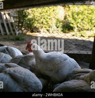 Poulet à griller avec Saint-Jacques rouge entouré de poulets Banque D'Images