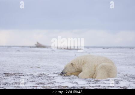 Ours polaire, Ursus maritimus cou de sanglier plus épais puis la tête sur une île barrière sur la côte arctique en attendant le gel de l'océan ANWR Alaska Banque D'Images