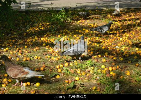 Les pigeons marchent sur le sol parmi les pommes jaunes tombées et pourries et l'herbe verte Banque D'Images