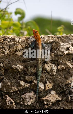 Un agama arc-en-ciel sur un mur de pierre dans sa terre natale Kenya. Un lézard coloré, avec une tête rouge et un corps bleu écaillé Banque D'Images