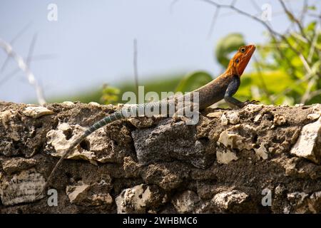 Un agama arc-en-ciel sur un mur de pierre dans sa terre natale Kenya. Un lézard coloré, avec une tête rouge et un corps bleu écaillé Banque D'Images