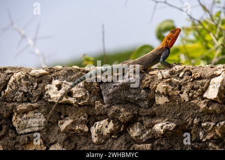 Un agama arc-en-ciel sur un mur de pierre dans sa terre natale Kenya. Un lézard coloré, avec une tête rouge et un corps bleu écaillé Banque D'Images