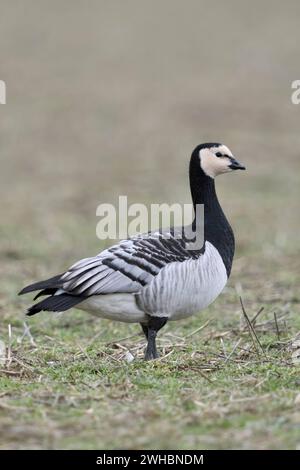 Nonnengänse / Weißwangengänse Branta leucopsis , arktische Wildgänse, Wildvögel Paar, Pärchen, überwintert am Niederrhein, Rhénanie-du-Nord-Westphalie, faune Tierwelt, Deutschland, Europe. *** Barnacle Goose Branta leucopsis , hivernant dans le Bas Rhin, Rhénanie du Nord Westphalie, faune, Allemagne, Europe. Nordrhein-Westfalen Deutschland, Westeuropa Banque D'Images