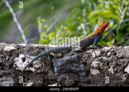 Un agama arc-en-ciel sur un mur de pierre dans sa terre natale Kenya. Un lézard coloré, avec une tête rouge et un corps bleu écaillé Banque D'Images