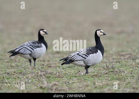 Bernacle Oies ( Branta leucopsis ), couple, hivernage au Bas Rhin, Rhénanie du Nord Westphalie, faune, Allemagne, Europe. Banque D'Images