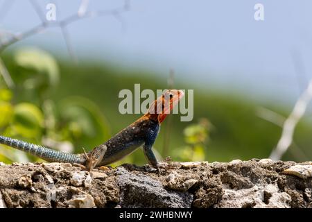 Un agama arc-en-ciel sur un mur de pierre dans sa terre natale Kenya. Un lézard coloré, avec une tête rouge et un corps bleu écaillé Banque D'Images