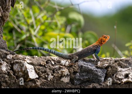 Un agama arc-en-ciel sur un mur de pierre dans sa terre natale Kenya. Un lézard coloré, avec une tête rouge et un corps bleu écaillé Banque D'Images