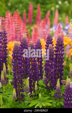 Afficher Jardin, Schreiners Iris Gardens, Keizer, Oregon Banque D'Images