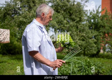 Un vieil homme regarde de la laitue fraîchement cueillie, de l'aneth et des oignons dans ses mains dans un jardin. La blanchisserie est Banque D'Images