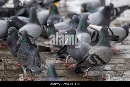 Berlin, Allemagne. 09th Feb, 2024. De nombreux pigeons sont debout sur un trottoir dans le quartier de Kreuzberg. Crédit : Monika Skolimowska/dpa/Alamy Live News Banque D'Images
