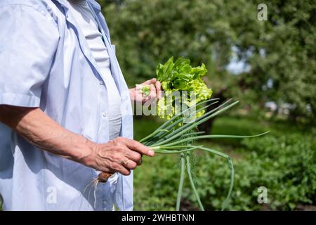 Un vieil homme dans une chemise bleu clair dans le jardin avec de la laitue fraîchement cueillie, de l'aneth et des oignons dedans Banque D'Images