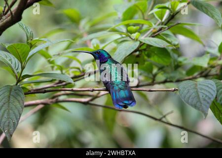 Colibri Violeteer vert perché sur la branche, Monteverde, Costa Rica Banque D'Images