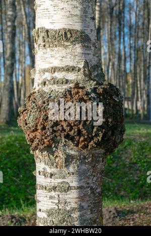 Le boletus noir (Inonotus obliquus, mieux connu sous le nom de chaga ou boletus de bouleau noir) est un champignon parasite non comestible du genre boletus, appartient à Med Banque D'Images