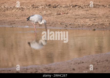 Asian Openbill Stork, Anastomus oscitans, Koppal, Karnataka, Inde Banque D'Images