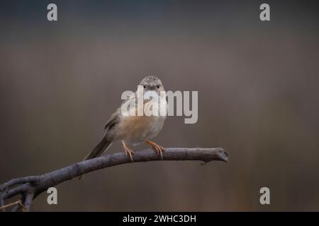 Common Babbler, Argya caudata, Panna Tiger Reserve, Madhya Pradesh, Inde Banque D'Images