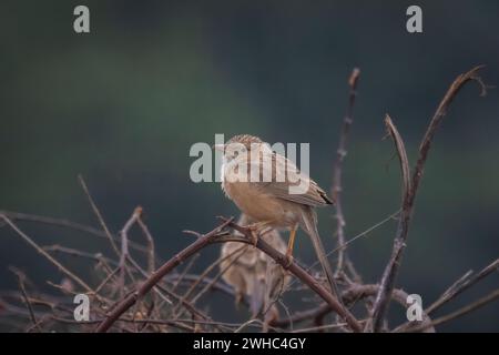 Common Babbler, Argya caudata, Panna Tiger Reserve, Madhya Pradesh, Inde Banque D'Images